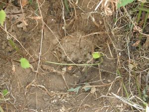 Wasps nest dug out by a badger 2