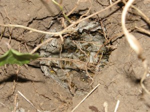 A wasps nest dug out by badgers 3