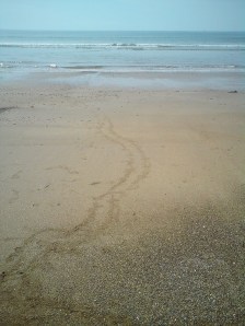 What made these tracks on the beach