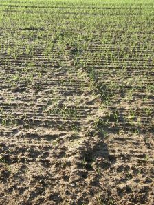 Mystery tunnel in field