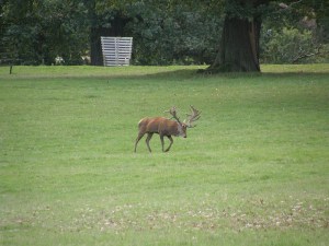 Red Deer Stag at Woburn