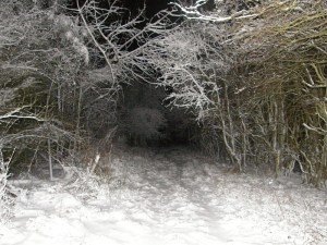 Snowy woods