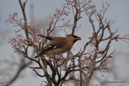 Waxwing by Richard Gleave