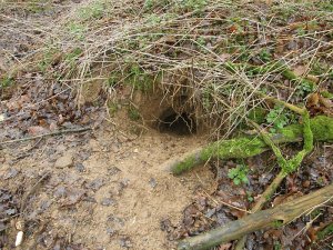 Active badger hole Active badger hole