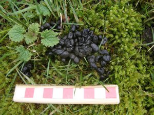 Chinese Water Deer Droppings