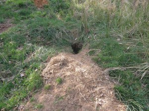Badger sett with discarded bedding