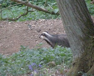 First Badger of 2011