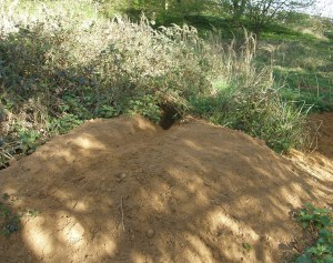Spoil heap outside badger sett