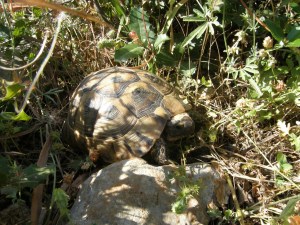 Wild tortoise in Turkey