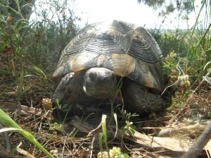 Wild tortoise in Turkey