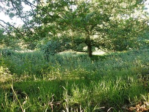 The Hawthorn Sett - note the absence of badgers!