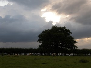 Stormy Sky with Oak Tree and Sheep