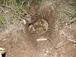 Wasps nest dug out by a badger