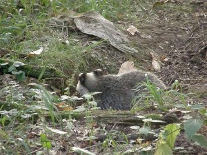 Badger cub crouched in sett entrance