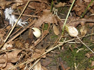 Broken hazelnut shells, possibly eaten by a badger