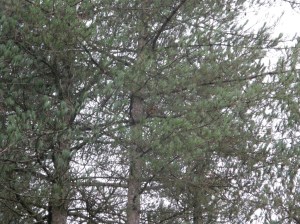 Red Squirrel at Newborough Forest in Anglesey - a little closer