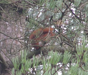 Red Squirrel at Newborough Forest in Anglesey - expanded