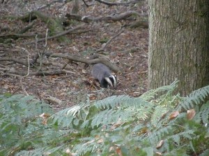 Adult badger at the east end of the sett