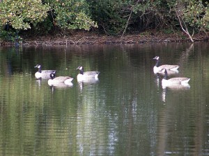 Canada Geese on the lake