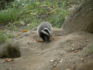 Young badger at the west end of the sett 2