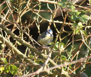 Blue Tit