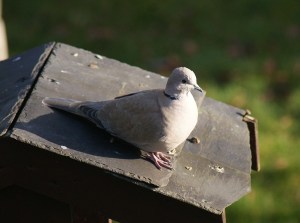 Collared Dove