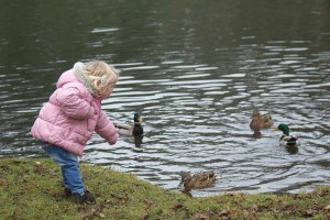 Feeding the ducks at Woburn