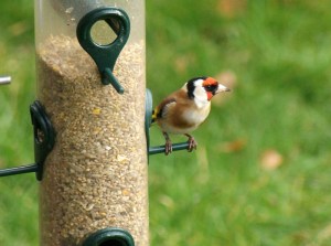 Goldfinch