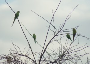 Parakeets