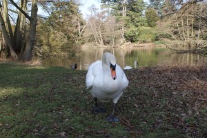 Swan - getting a bit too close