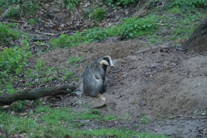 The adult badger in the rain The adult badger in the rain
