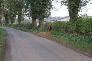 Cheshire Badger Sett by the Road Cheshire Badger Sett by the Road