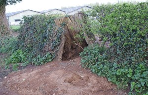 Cheshire Badger Sett in Hollow Tree Cheshire Badger Sett in Hollow Tree