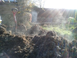 Steaming manure on the vegetable garden