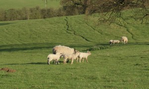 Spring Lambs Spring lambs