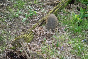 Badger foraging in leaves Badger foraging in leaves