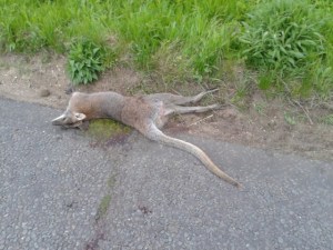 Bedfordshire Wallaby